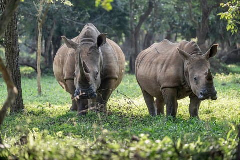Two animals, Southern white rhinoceros (Ceratotherium simum simum), Ziwa Rhino Sanctuary, Uganda