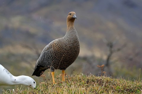 Magellanic goose (Chloephaga picta) female, Patagonia, South America