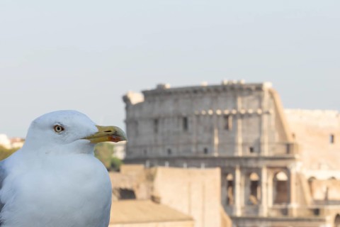 Yellow-legged gull (Larus michahellis) adult bird on an ancient city building with The Colosseum in
