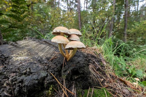 Sulphur tuft (Hypholoma fasciculare) Emsland, Lower Saxony, Germany