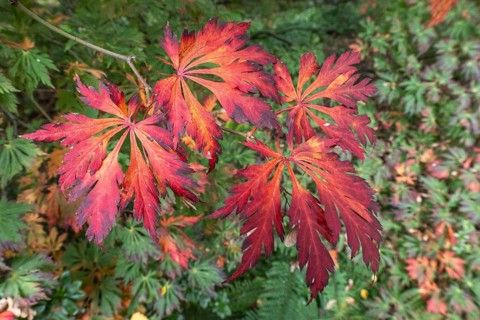 Aconite-leaved maple (Acer japonicum Aconitifolium), Emsland, Lower Saxony, Germany