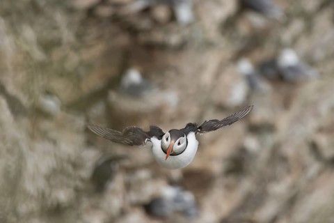 Atlantic puffin (Fratercula arctica) adult sea bird flying, England, United Kingdom