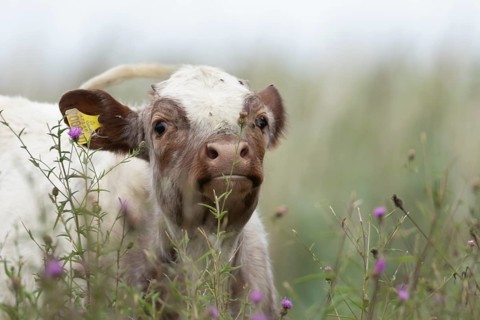 Cattle or Cow (Bos taurus) adult farm animal amongst summer wild flowers in a grass field, England,