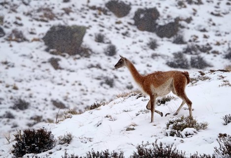 Guanacos (Llama guanicoe) in the snow, Torres del Paine National Park, Patagonia, Chile, South