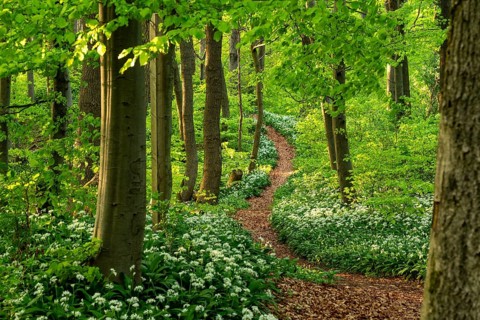 Winding forest path through an idyllic, light-flooded beech forest with wild garlic in bloom in