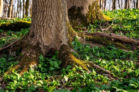 Close-up of moss-covered beech trees in a spring-like forest, surrounded by lush green wild garlic,