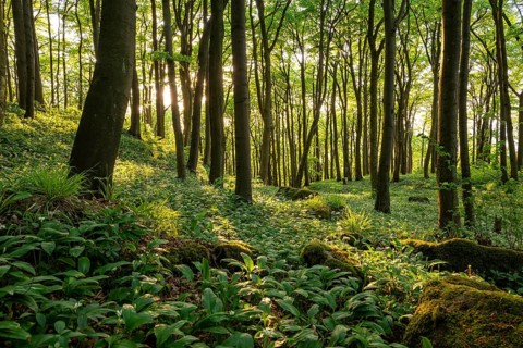 The light of the sun shines in an idyllic beech forest in spring with lush green wild garlic on the