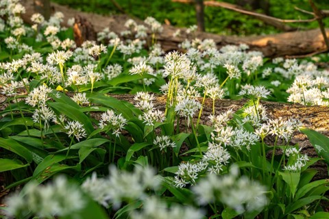 Close-up of white flowering wild garlic with green leaves, Saubrink-Oberberg natural forest, Ith,
