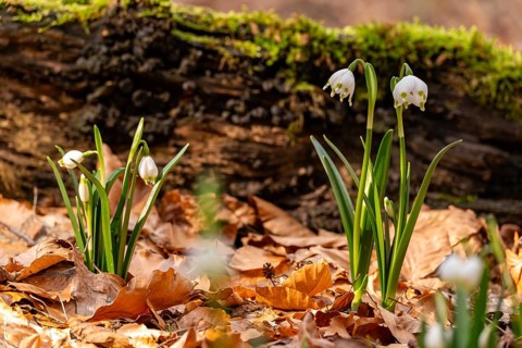 Close-up of spring knotweed (Leucojum vernum) in the forest, also known as marzenbecher, in