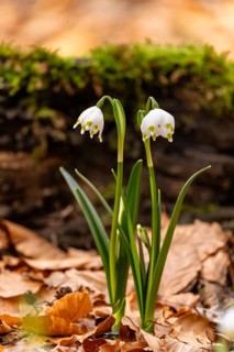 Close-up of spring knotweed (Leucojum vernum) in the forest, also known as marzenbecher, in