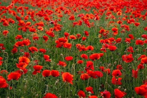 Full-frame photograph of a field of red-flowering poppies (Papaver rhoeas) in soft backlighting,