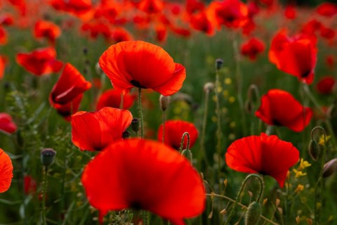 Close-up of red flowering poppy (Papaver rhoeas) in soft backlight, Lower Saxony, Germany