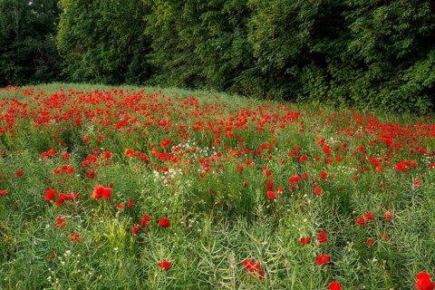 Field with red flowering poppies (Papaver rhoeas) in front of a green forest, Lower Saxony, Germany