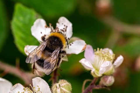 Close-up of a Large earth bumblebee (Bombus terrestris) on pink flowering Hemp agrimony (Eupatorium