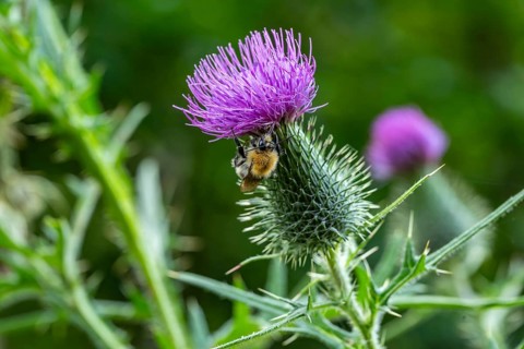 Field bumblebee (Bombus pascuorum) on a thistle (Cirsium), Germany
