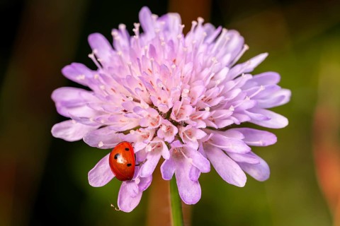 Close-up of a ladybird (seven-spotted ladybird, Coccinella septempunctata) on a purple flowering