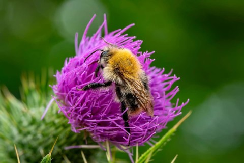 Close-up of a field bumblebee (Bombus pascuorum) on a purple thistle flower, Germany