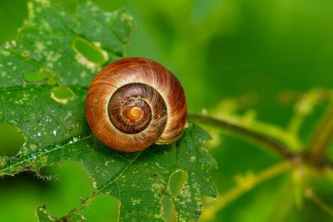 Close-up of a small brown snail (Gastropoda) on a leaf of a stinging nettle, Germany