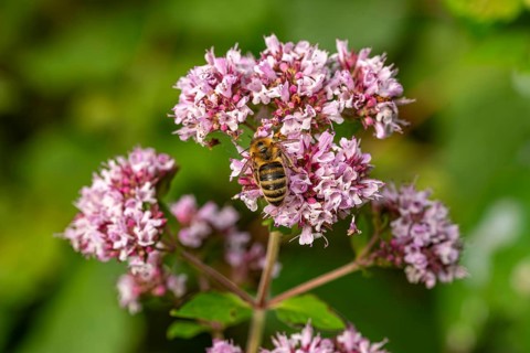 Close-up of a Western honeybee (Apis mellifera) on pink flowering Hemp agrimony (Eupatorium