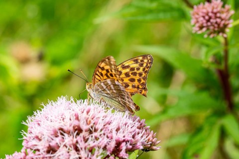 Close-up of an Emperor Cloak (Argynnis paphia) on pink flowering Hemp agrimony (Eupatorium