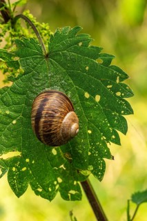Close-up of a brown snail (Cepaea) on a gnawed leaf of a stinging nettle, Germany