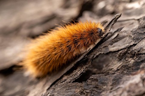 Close-up of the caterpillar of a butterfly (Garden tiger moth, Arctia caja), Germany