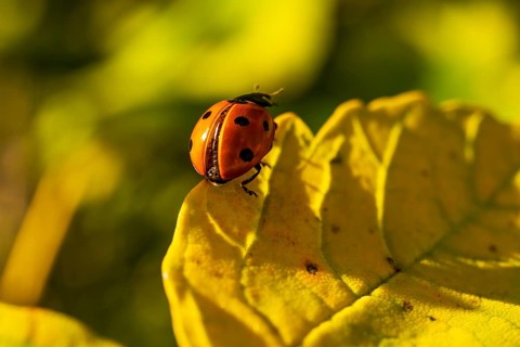 Close-up of a red ladybird (seven-spotted ladybird, Coccinella septempunctata) on an autumnal