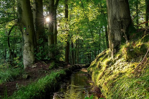 The sun shines on an idyllic hiking trail along the moat of the Schwalenberger Stadtwasser, lined