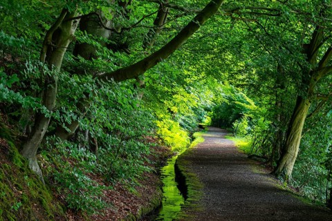 Idyllic hiking trail along the moat of the Schwalenberger Stadtwasser, lined with beech trees, Weg