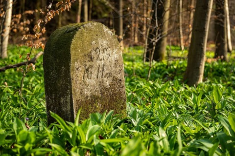 Moss-covered boundary stone surrounded by wild garlic in the forest on the Süntel, Lower Saxony,