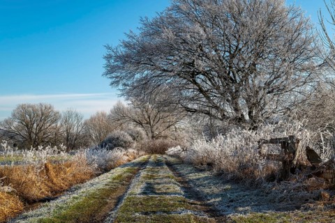 Field path through the Emmer meadows on a frosty winter morning, with icy trees and bushes at the