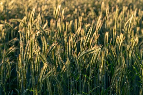 Full-format photograph of a rye field (Secale cereale) in atmospheric evening backlight, Germany