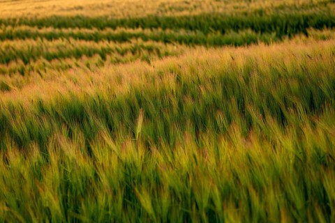 Full-format photograph of a barley field (Hordeum vulgare) in atmospheric evening backlight,