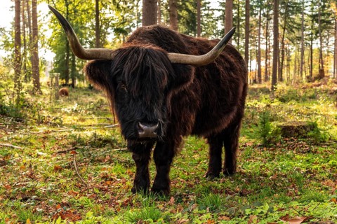 Highland cattle in a forest in the Wistinghauser Senne, Teutoburg Forest nature park Park, North