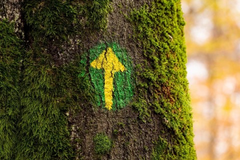 Hand-painted yellow arrow on a green circle on a moss-covered tree trunk as a marker for a hiking