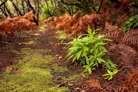 Moss-covered hiking trail along the Levada Velha do Rabaçal, lined with laurel trees, ferns and
