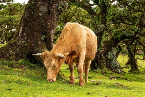 A grazing cow in front of pristine laurel trees in the magical, mystical laurel forest of Fanal,