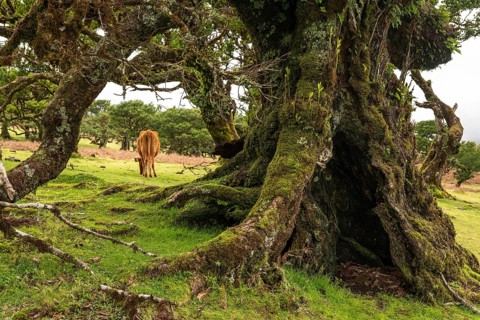 View of a grazing cow through the moss-covered branches of a primeval laurel tree in the fairytale,
