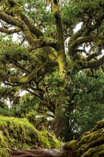 Ancient laurel tree with twisted branches overgrown with moss and ferns in the mystical laurel