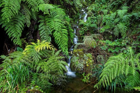 Cascades of a small waterfall in the secluded, mystical Folha Valley, lined with giant fern fronds