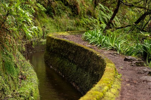 Caminho do Pináculo e Folhadal hiking trail along the moss-covered concrete Levada do Norte,