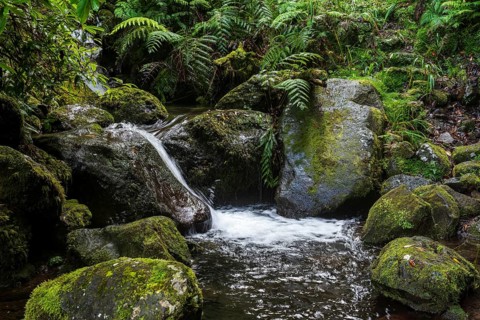 A small stream flows over moss-covered and fern-covered rocks in the middle of a primeval forest,