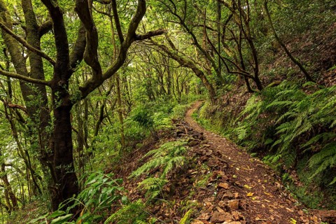 Hiking trail along the Levada do Moinho, lined by primeval forest with laurel trees, ferns and