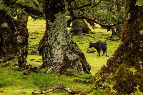 View of a grazing cow through the unspoilt laurel trees in the magical, mystical laurel forest of