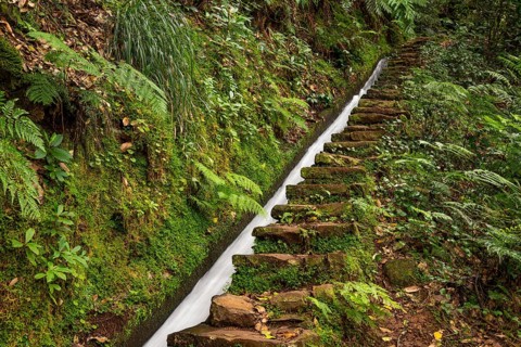 Moss-covered steps on a hiking trail along the Levada do Moinho, lined with primeval forest with