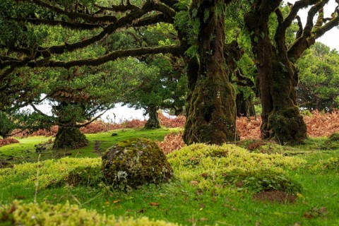 Bizarrely grown, primeval and ancient laurel trees in the fairytale, mystical laurel forest of