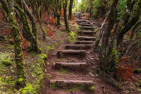 Wooden plank steps on a hiking trail in the Rabaçal nature reserve, lined with laurel trees, ferns