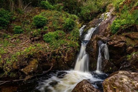 Small waterfall surrounded by lush vegetation in a mystical forest on the Derrynane Loop Walk,