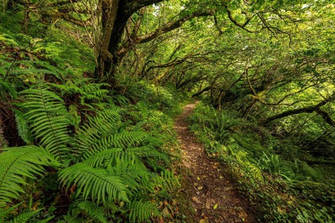 Hiking trail through a primeval forest with lush vegetation on the Derrynane Loop Walking Trail,