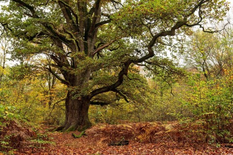 Trunk of the monumental black oak (Quercus robur) in an autumn scene in the Sababurg primeval
